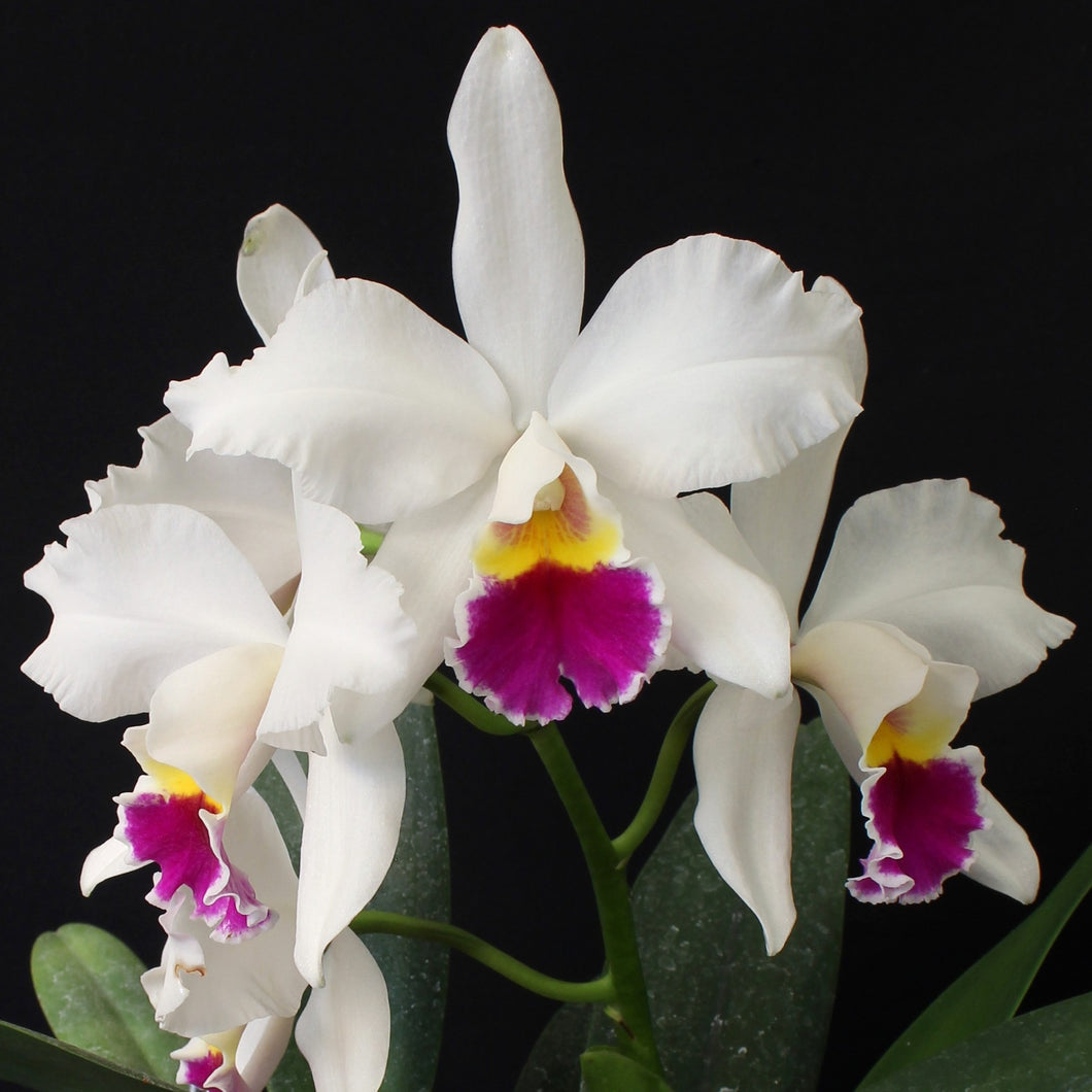 Pot. Lisa Taylor Gallis 'Nora' AM/AOS  x Lc Amelia Elizabeth