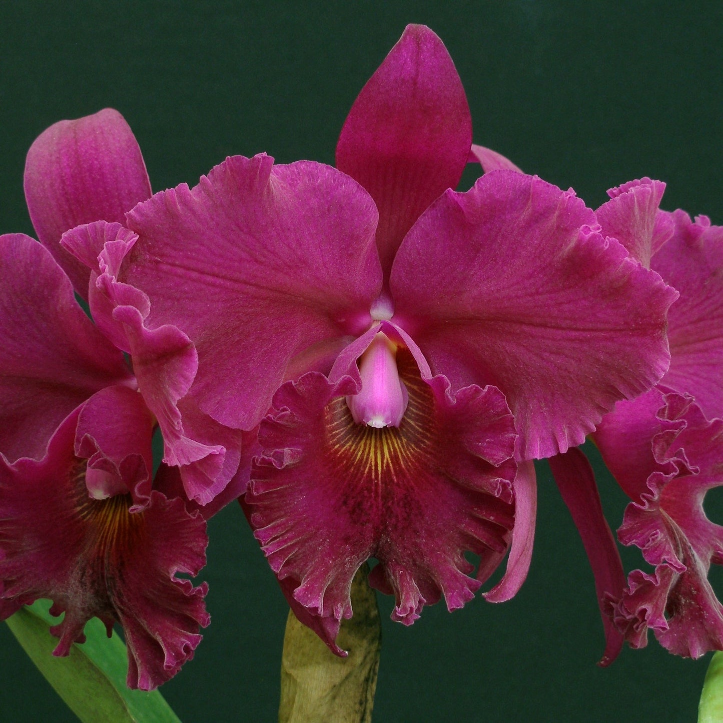 *6-Pack* Lc. Bethune x Pot. Newberry Delight