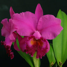 Load image into Gallery viewer, **COMMUNITY TRAY** Lc. Bethune x Blc. Hwa Yuan Eye