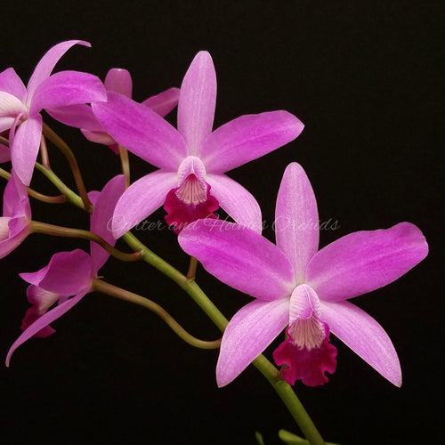 Orchid Catalog Carter and Holmes Orchids