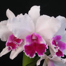 Load image into Gallery viewer, *FLASK* Lc. Valley Isle Queen x Lc. Good Fairy