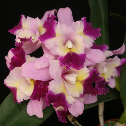*6-Pack* Blc. Nina de Primavera x Lc. Mari's Song