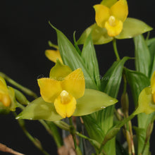 Load image into Gallery viewer, Lycaste consobrina  x Lycaste Little Kitty *FLASK*