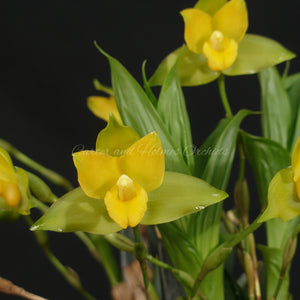 Lycaste consobrina  x Lycaste Little Kitty *FLASK*