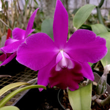 Load image into Gallery viewer, Lc. Mini Purple &#39;Lea&#39; x Pot. Oconee Circle &#39;Lonejack&#39;