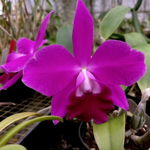 Lc. Mini Purple 'Lea' x Pot. Oconee Circle 'Lonejack'