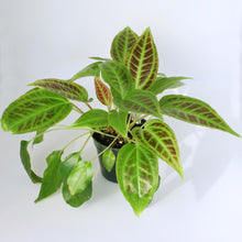 Load image into Gallery viewer, Monolena primuliflora &#39;Smithsonian Pink&#39;