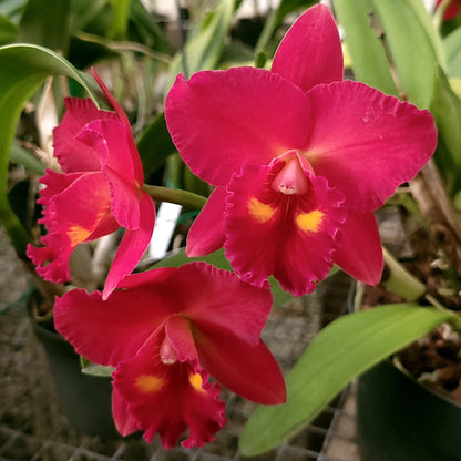 *6-Pack* Lc. Bethune x Pot. Newberry Delight