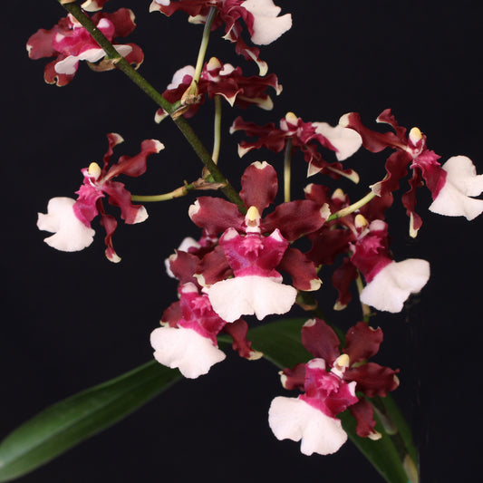 Oncidium Aka Baby 'Raspberry Chocolate' HCC/AOS