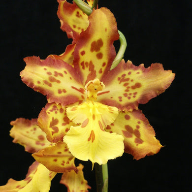 Wilsonara Brennan Scott Barfield *IN BUD*