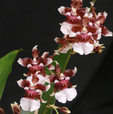 Oncidium Heaven Scent- Chocolate Orchid