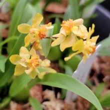 Load image into Gallery viewer, Oncidium Twinkle 'Oro'