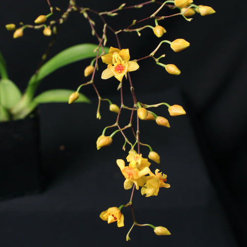 Oncidium Twinkle 'Oro'  *Larger Size*