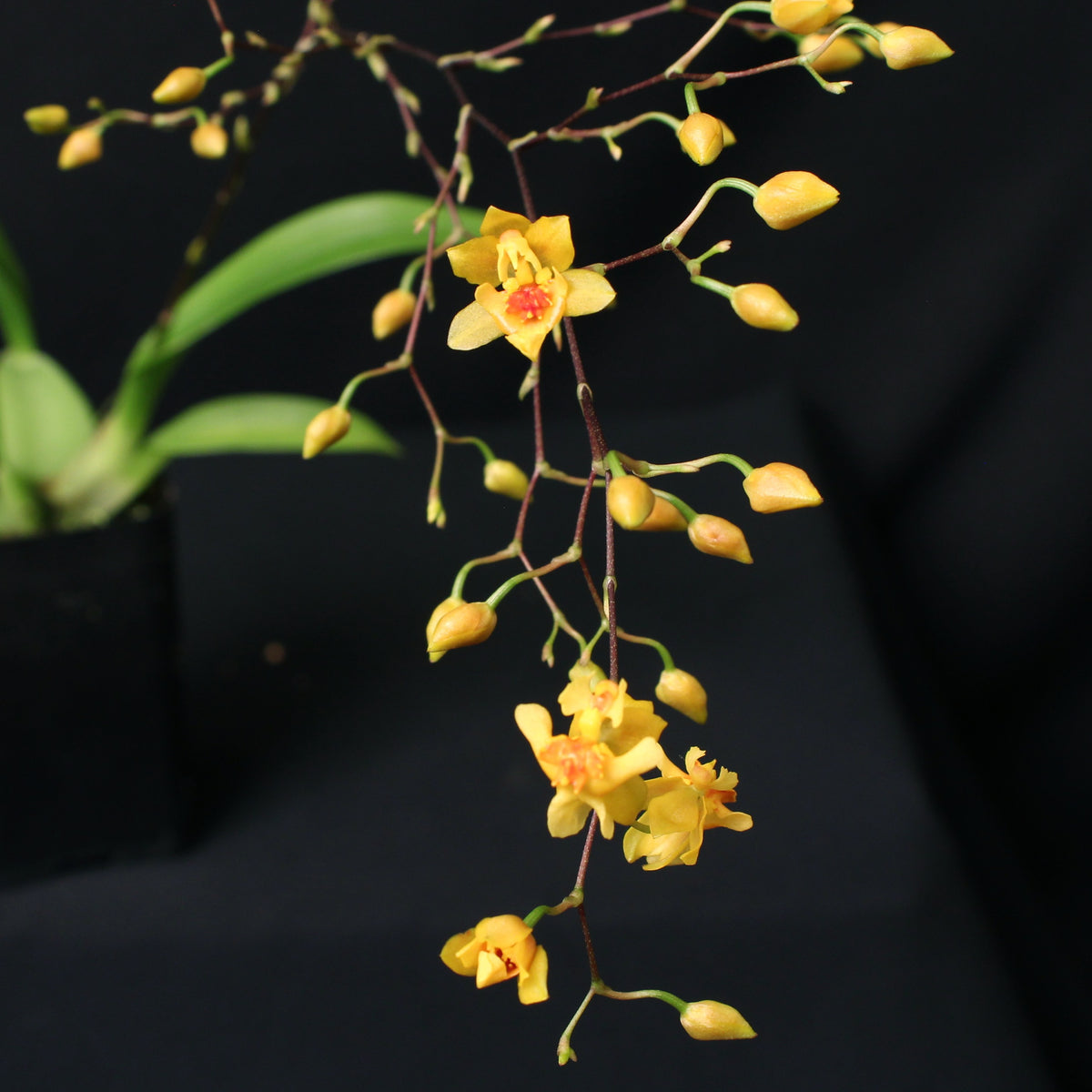 Oncidium Twinkle 'Oro'