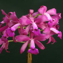 Load image into Gallery viewer, Cattleya loddigesii var. harrisoniae x Cattleya Bactia *Larger Size*
