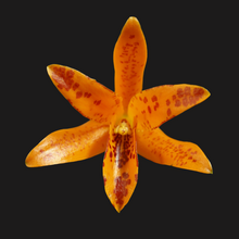 Load image into Gallery viewer, Cattleya aurantiaca x Ctna. Why Not