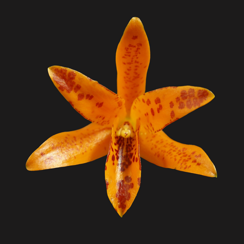 Cattleya aurantiaca x Ctna. Why Not
