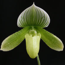 Load image into Gallery viewer, Maudiae Paphiopedilums in Bud 4&quot; pots