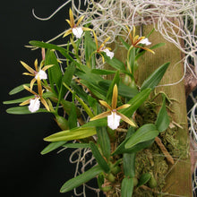 Load image into Gallery viewer, Encyclia polybulbon- Divisions