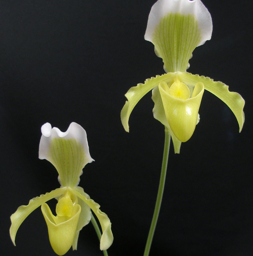 Paph. insigne var. sanderae (Div-F) *One of a Kind*