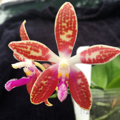 Phalaenopsis Memoria Dorothy Anne Griffeth Ray