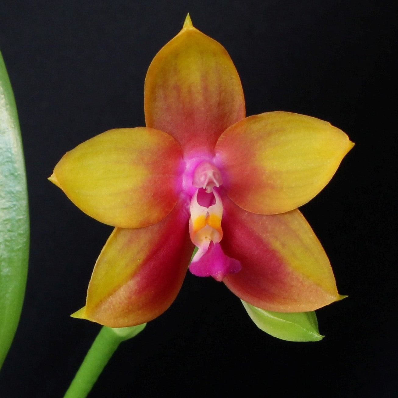 Phalaenopsis Memoria Dorothy Anne Griffeth Ray