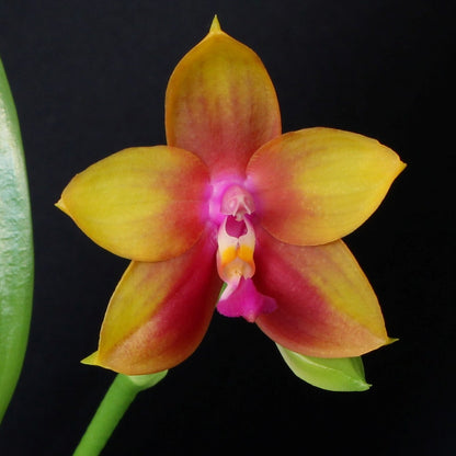 Phalaenopsis Memoria Dorothy Anne Griffeth Ray