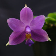 Load image into Gallery viewer, *FLASK* Phalaenopsis violacea var. indigo