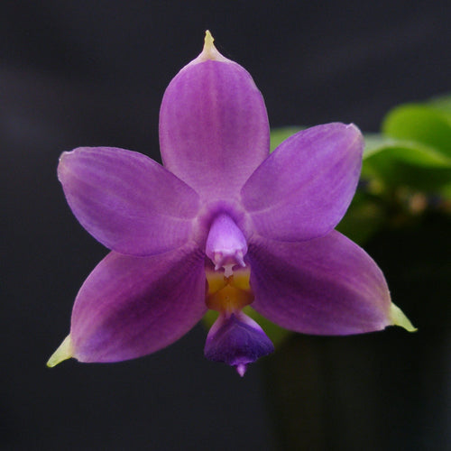 *FLASK* Phalaenopsis violacea var. indigo