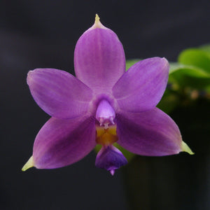 *FLASK* Phalaenopsis violacea var. indigo
