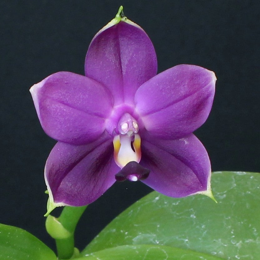 Phalaenopsis violacea var. indigo