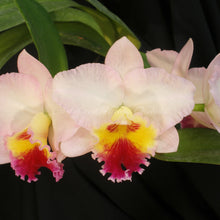 Load image into Gallery viewer, Pot. Lisa Taylor Gallis &#39;Nora&#39; AM/AOS  x Lc Amelia Elizabeth
