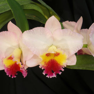 Pot. Lisa Taylor Gallis 'Nora' AM/AOS  x Lc Amelia Elizabeth