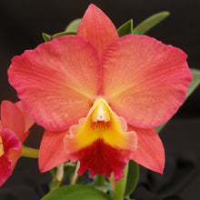 Load image into Gallery viewer, Lc. Chicora x Potinara Lynette &amp; Alan &#39;EOC&#39;