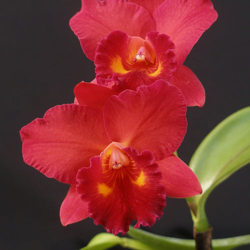 Potinara Newberry Delight x sibling