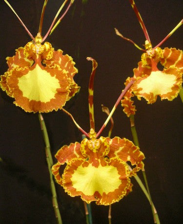 Psychopsis Mendenhall 'Hildos' FCC/AOS – Carter and Holmes Orchids