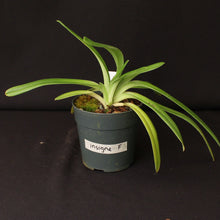 Load image into Gallery viewer, Paph. insigne var. sanderae (Div-F) *One of a Kind*