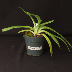 Paph. insigne var. sanderae (Div-F) *One of a Kind*