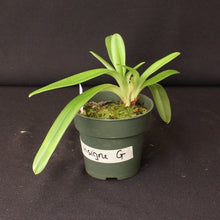 Load image into Gallery viewer, Paph. insigne var. sanderae (Div-G) *One of a Kind*
