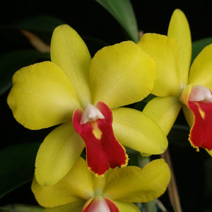 Sc. June Bug 'Cole #3' x Lc. Tammy R. Kelly ‘Newberry’