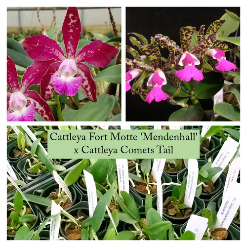 Orchid Catalog Carter and Holmes Orchids