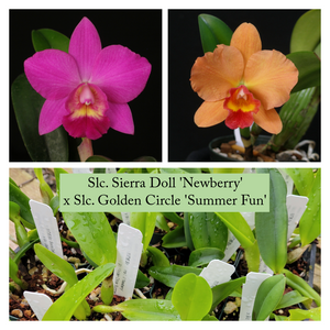 Slc. Sierra Doll 'Newberry' x Slc. Golden Circle 'Summer Fun'