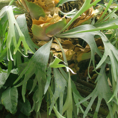 Staghorn Fern (Platycerium bifurcatum)