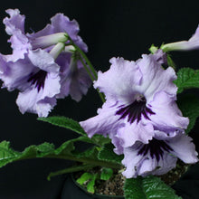 Load image into Gallery viewer, Streptocarpus 'Blue Mars'