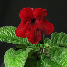 Load image into Gallery viewer, Streptocarpus &#39;Midnight Flame&#39;