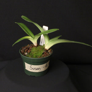 Paph. Susan Tucker (Plant A) *One of a Kind*