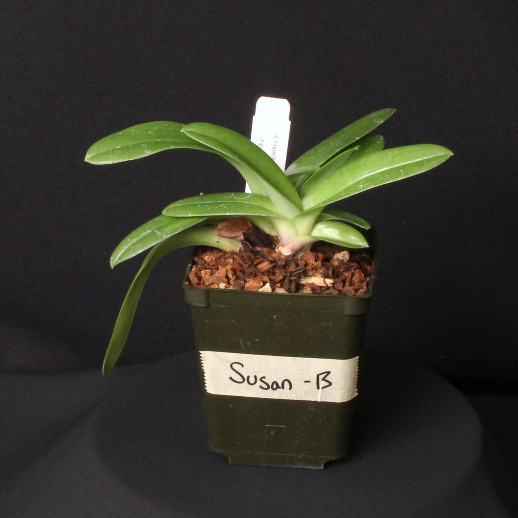 Paph. Susan Tucker (Plant B) *One of a Kind*