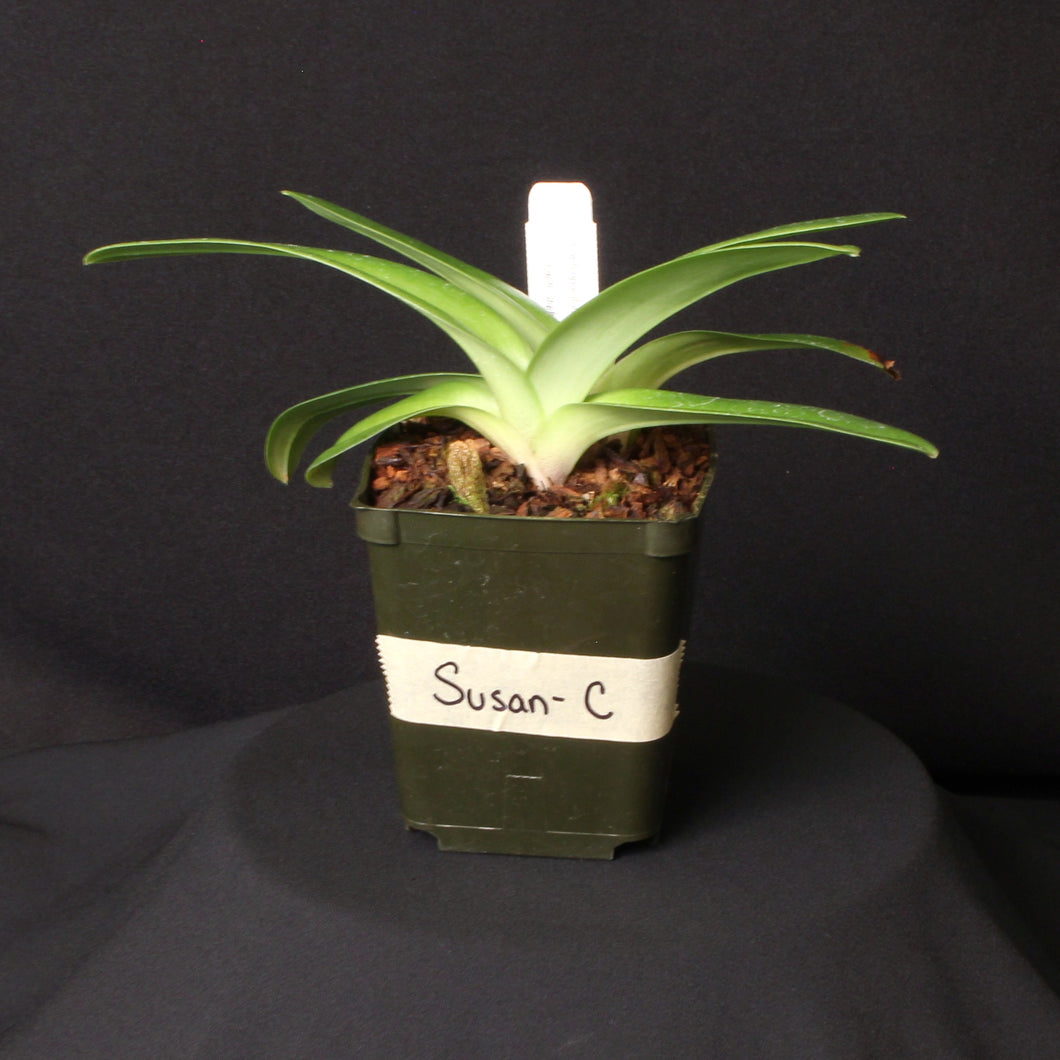 Paph. Susan Tucker (Plant C) *One of a Kind*