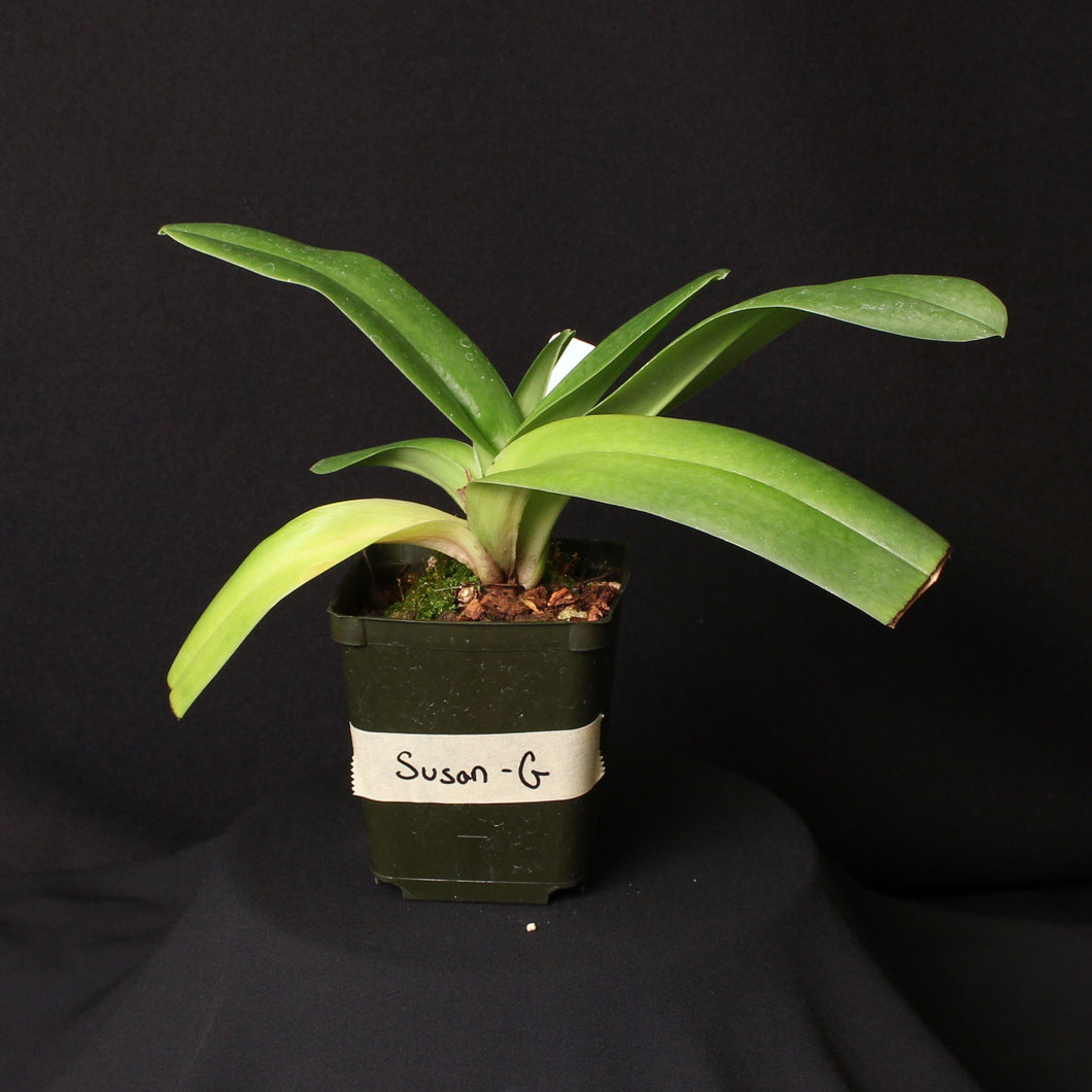 Paph. Susan Tucker (Plant G) *One of a Kind*
