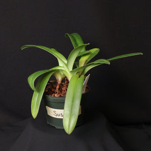 Paph. Susan Tucker (Plant I) *One of a Kind*